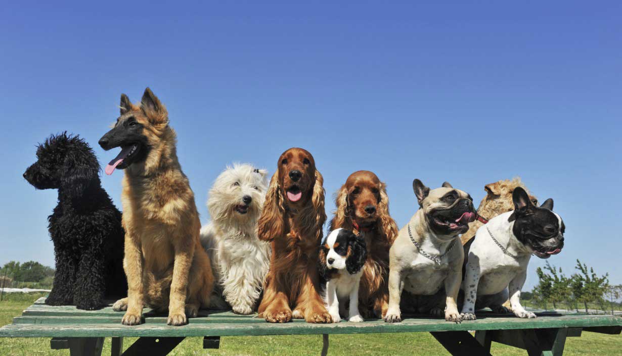 portfoliotest Prestigious Pooch