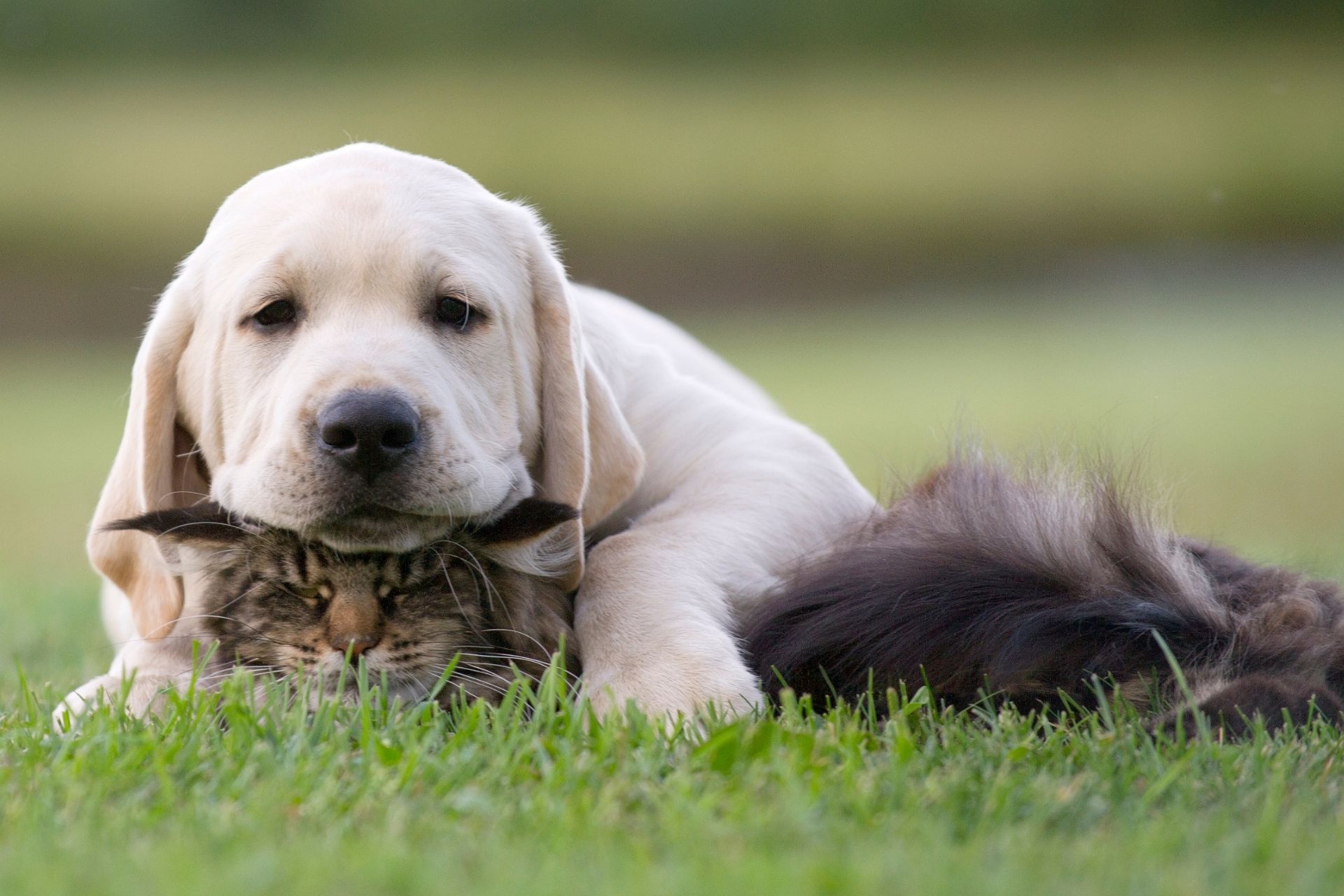 Veterinary Payment Options Preston Animal Hospital