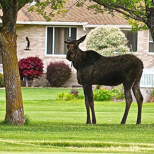 Photo Gallery Preston Golf