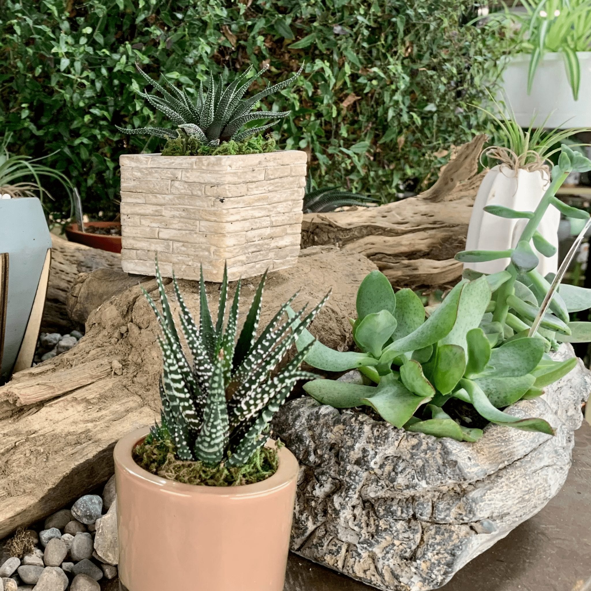 February Plant of the Month Succulents Preston's