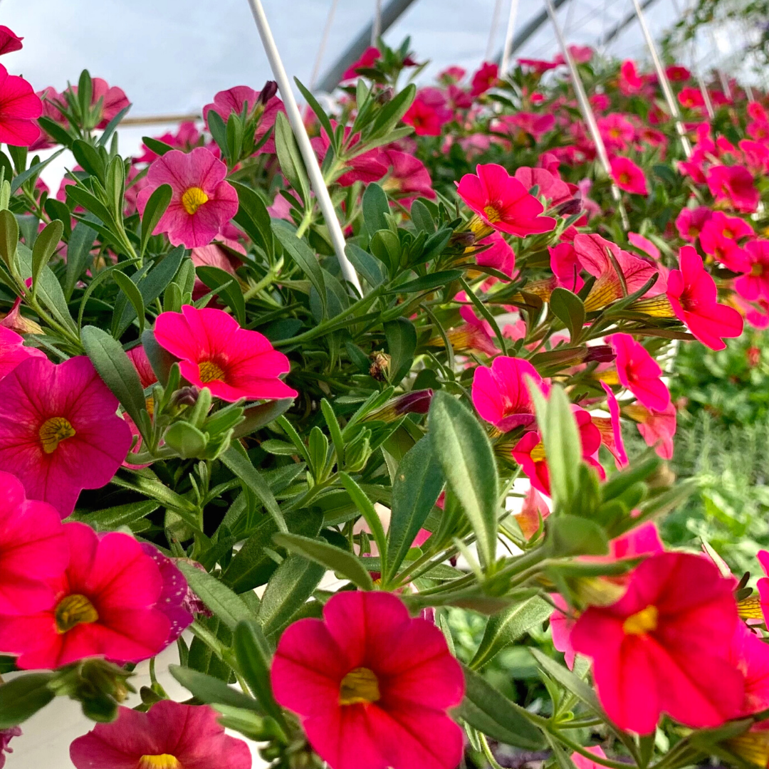 Hanging Flower Baskets for Mother's Day Preston's