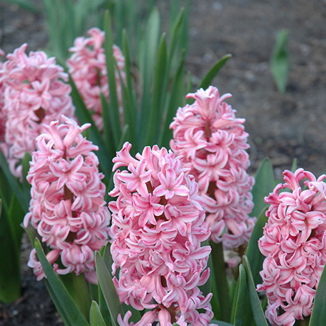 Fall Planting for Spring Bulbs Preston's