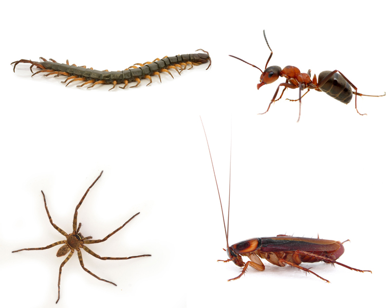 Crawling Insect Control Pretoria