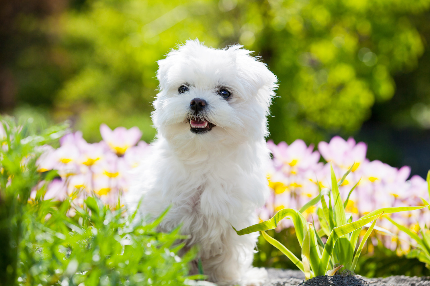 Potty Training Small Breed Puppies A StepbyStep Guide