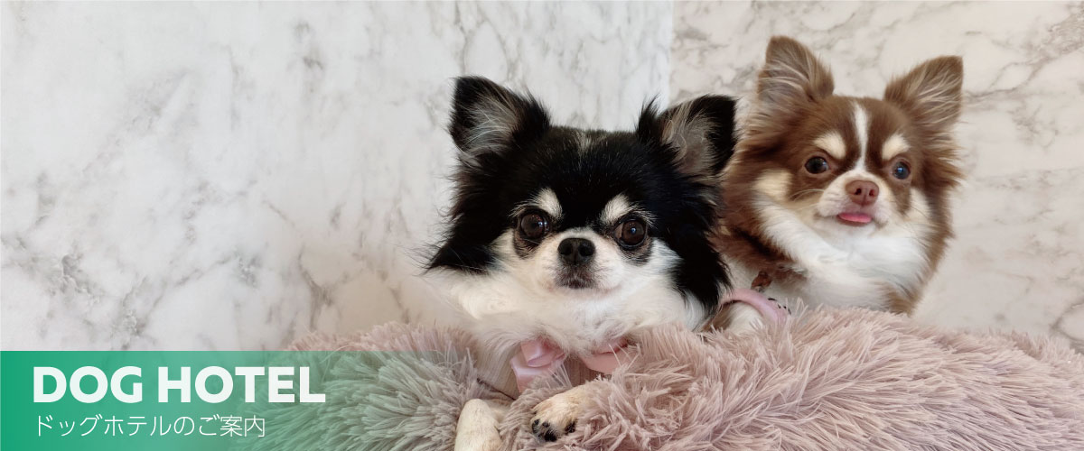 DOG HOTEL プリティー・ワン