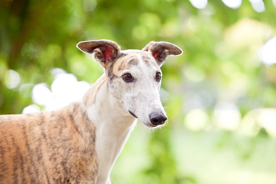 Rescue Greyhounds Biscuit & Checke by Charlotte Reeves Photography