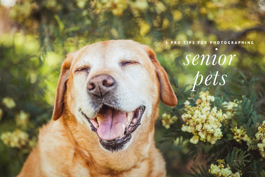 5 Pro Tips for Senior Pet Photography Pretty Fluffy Pretty Fluffy