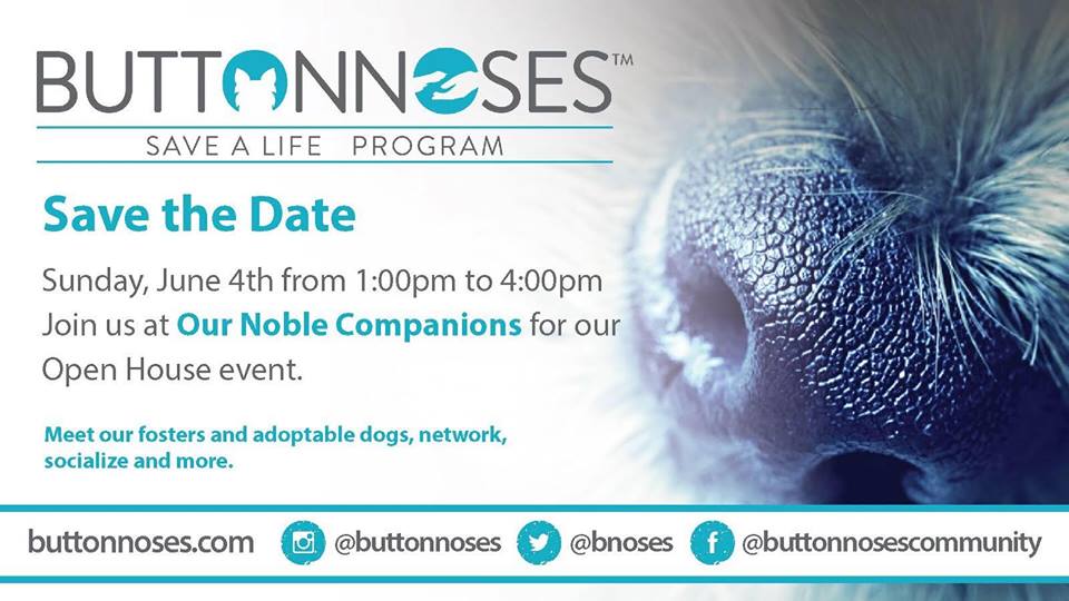 BUTTON NOSES RESCUE Pretty Paw Canada