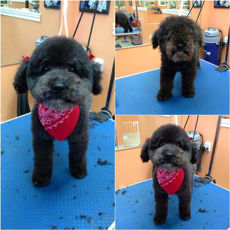 Gallery Pretty Paws Dog Grooming