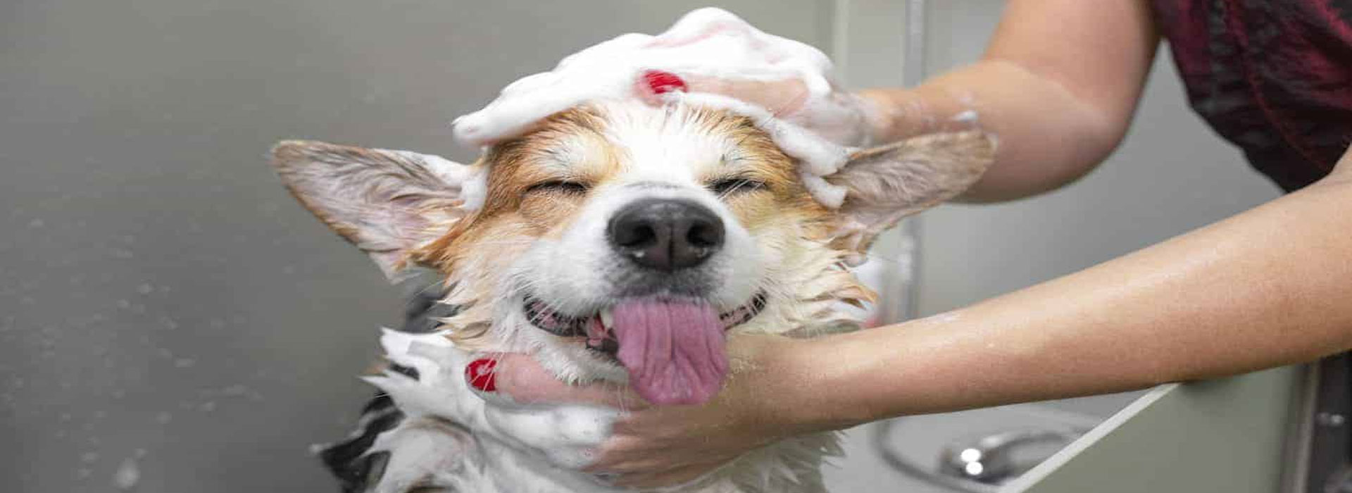 Pretty Paws Dog Grooming & Pet Sitting Mary Ann Pereless 516.410.8718
