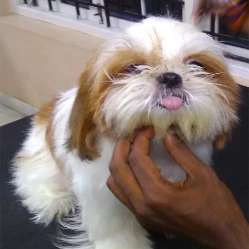 Pet grooming in chennai, best pet grooming in chennai, pet grooming