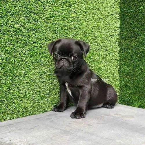 Pug Dog in Singapore Pure Pug on Sale Online Store