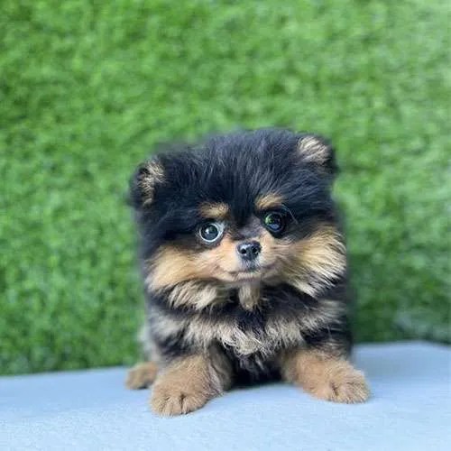 Pomeranian Dogs For Sales in Singapore Price & Review Pretty Pets Kennels