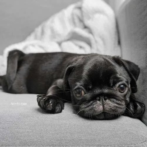 Pug Dog in Singapore Pure Pug on Sale Online Store