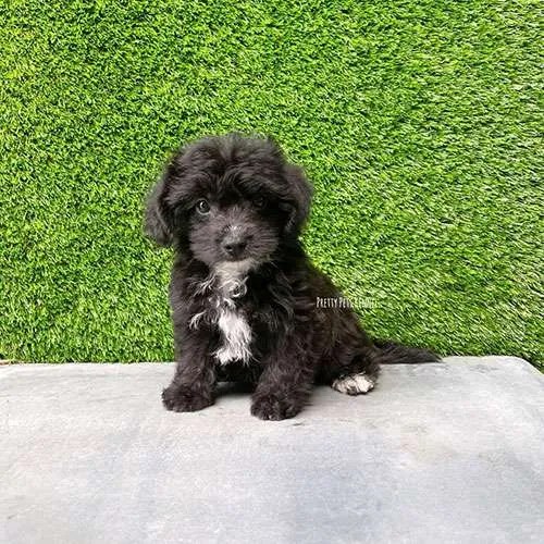 Toy Poodle Dogs For Sales in Singapore Price & Review Pretty Pets