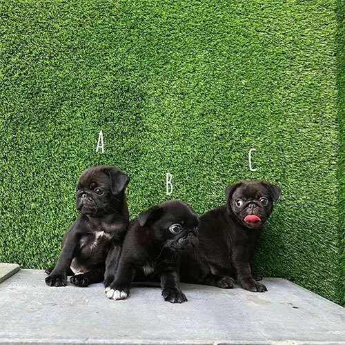 Pug Dog in Singapore Pure Pug on Sale Online Store