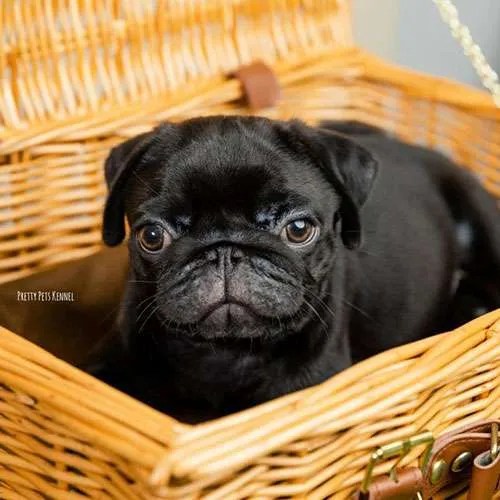 Pug Dog in Singapore Pure Pug on Sale Online Store
