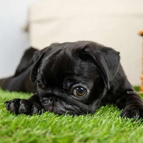 Pug Dog in Singapore Pure Pug on Sale Online Store