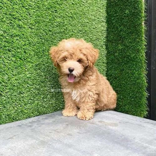 Toy Poodle Dogs For Sales in Singapore Price & Review Pretty Pets