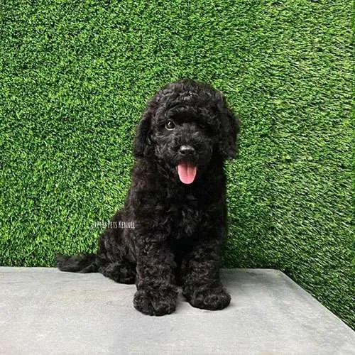 Miniature Poodle Dogs For Sales in Singapore Price & Review Pretty