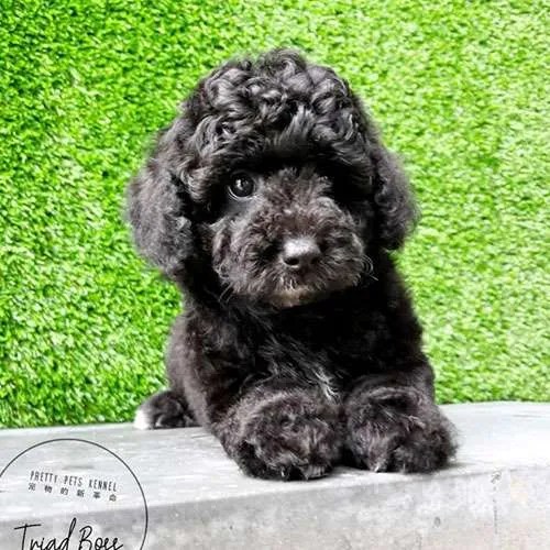 Miniature Poodle Dogs For Sales in Singapore Price & Review Pretty