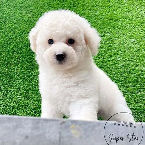 Miniature Poodle Dogs For Sales in Singapore Price & Review Pretty