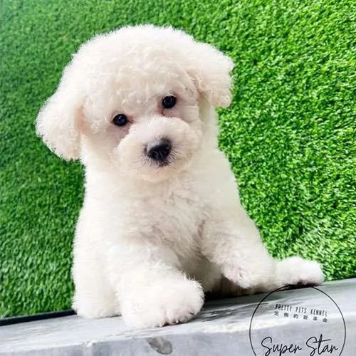 Miniature Poodle Dogs For Sales in Singapore Price & Review Pretty