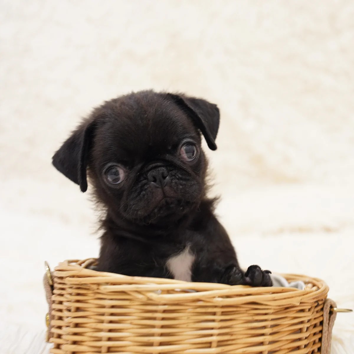 Pug Dog in Singapore Pure Pug on Sale Online Store
