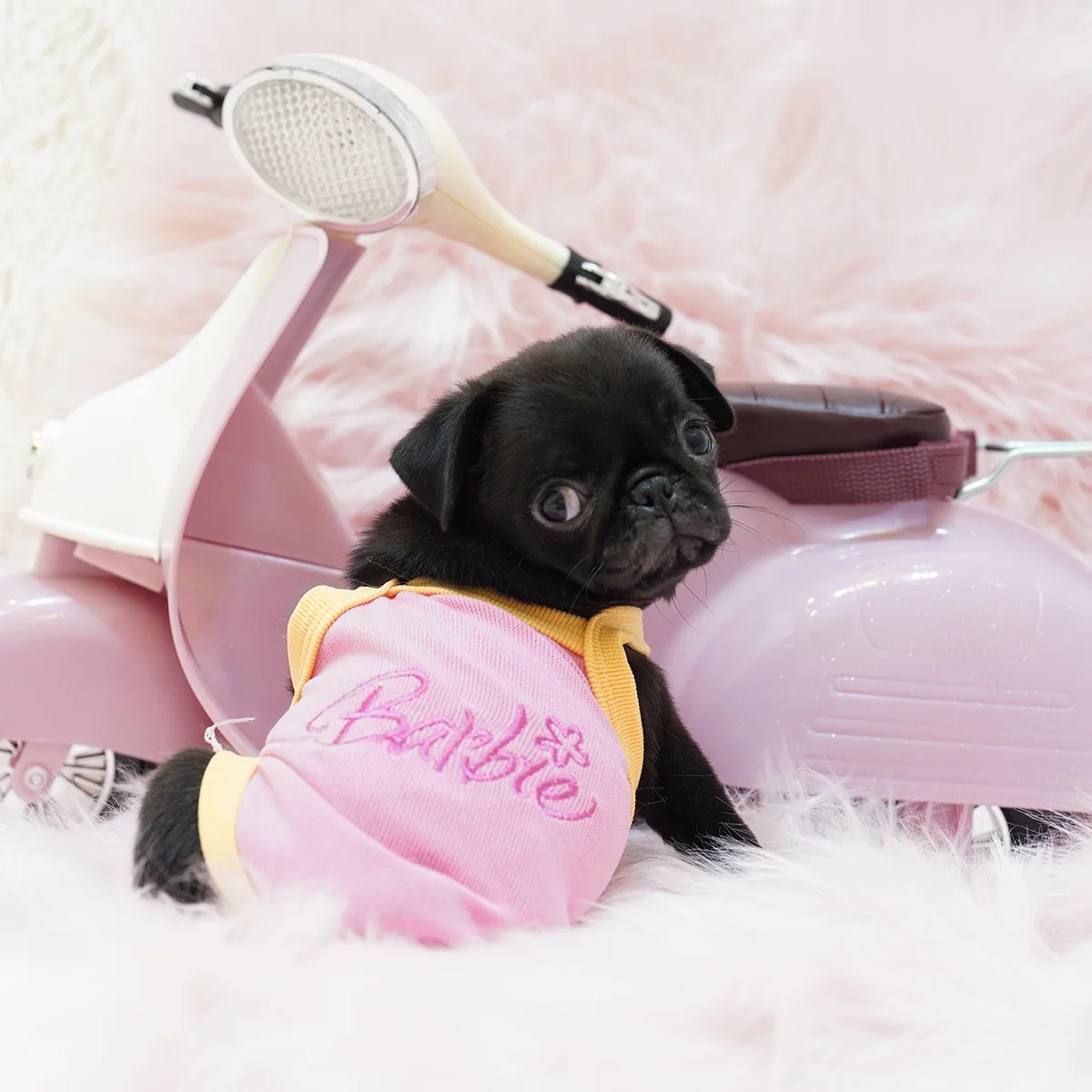 Pug Dog in Singapore Pure Pug on Sale Online Store