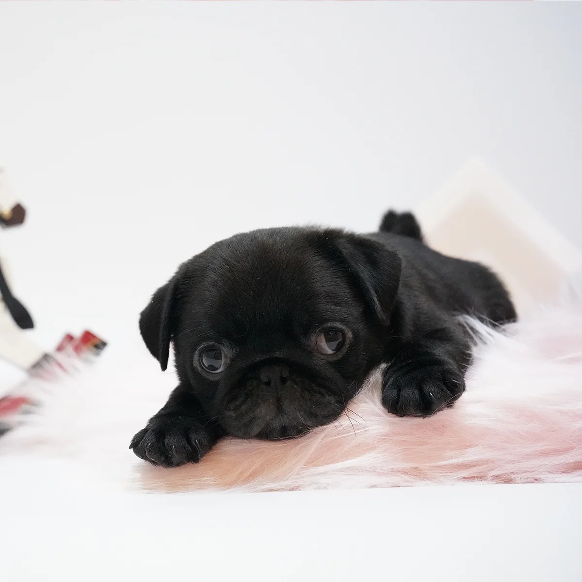 Pug Dog in Singapore Pure Pug on Sale Online Store