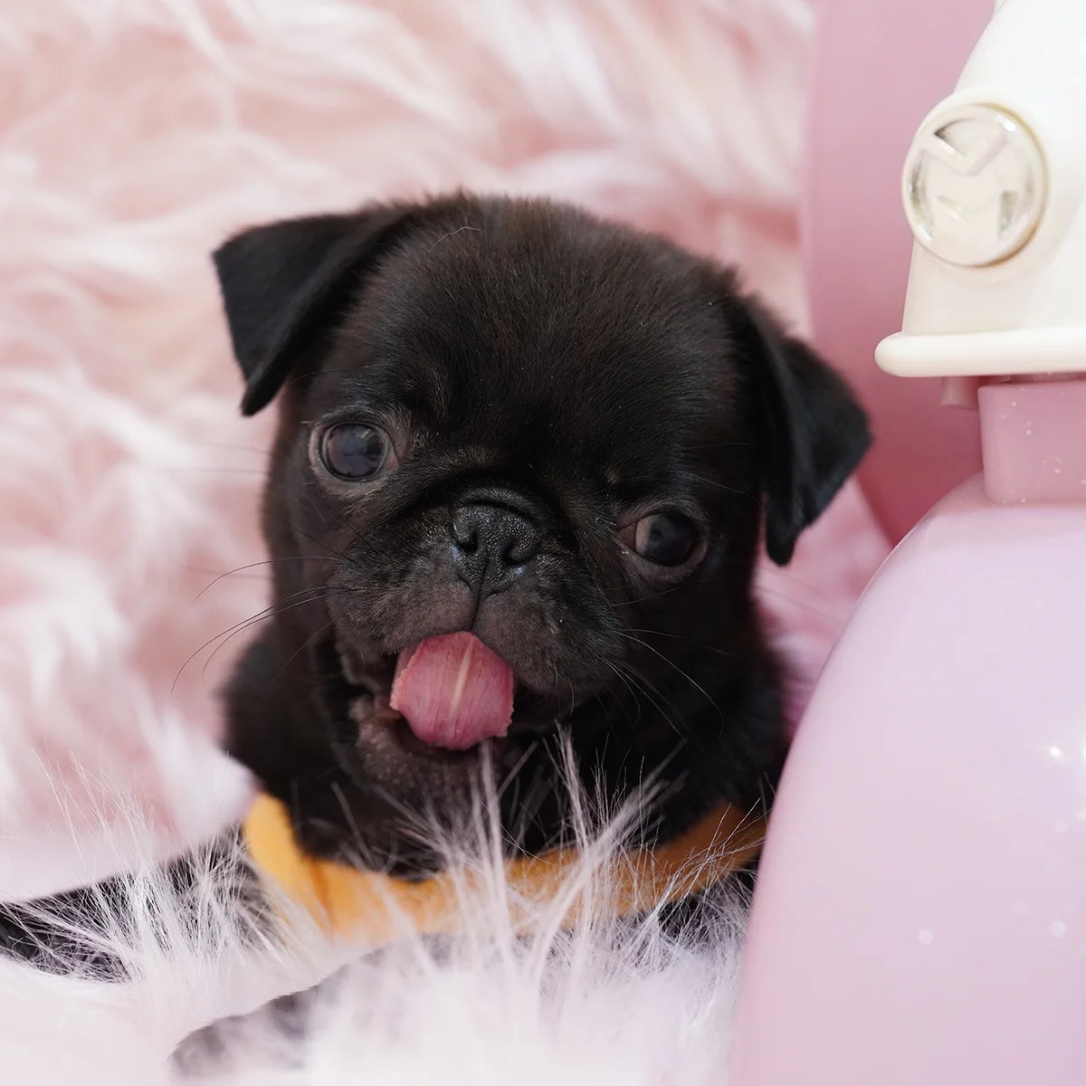 Pug Dog in Singapore Pure Pug on Sale Online Store