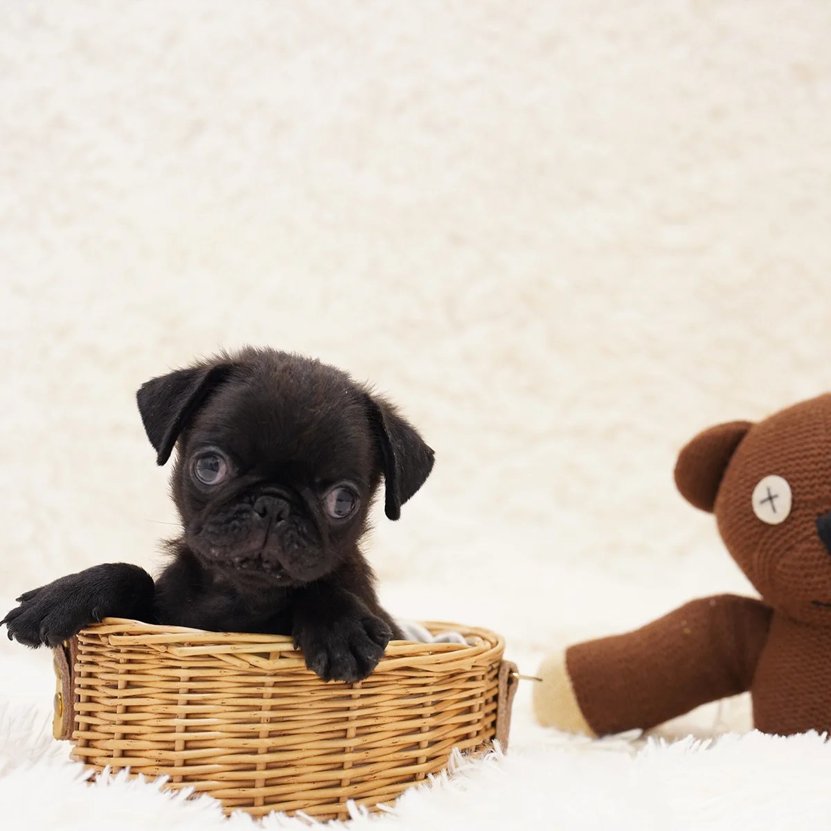 Pug Dog in Singapore Pure Pug on Sale Online Store