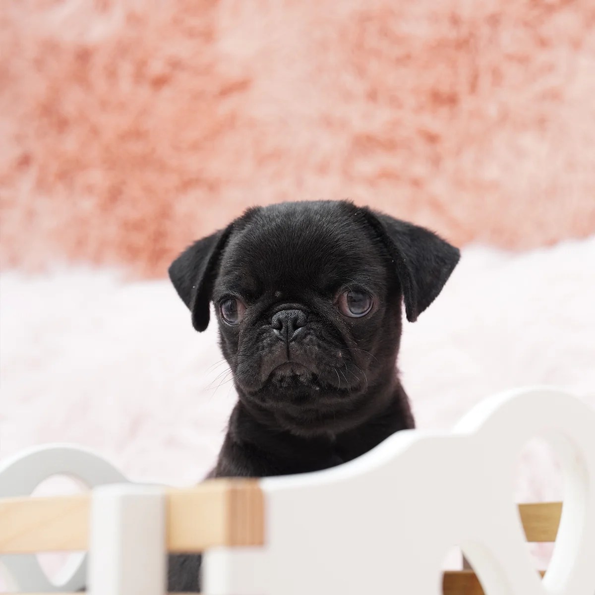 Pug Dog in Singapore Pure Pug on Sale Online Store