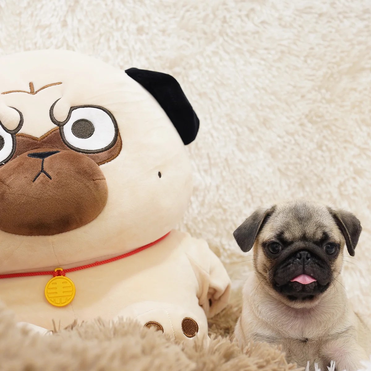 Pug Dog in Singapore Pure Pug on Sale Online Store