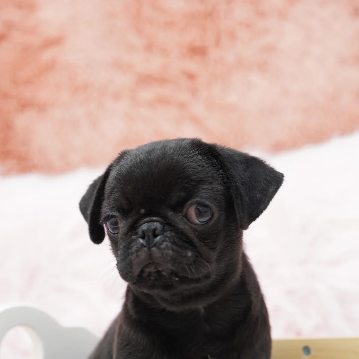 Pug Dog in Singapore Pure Pug on Sale Online Store