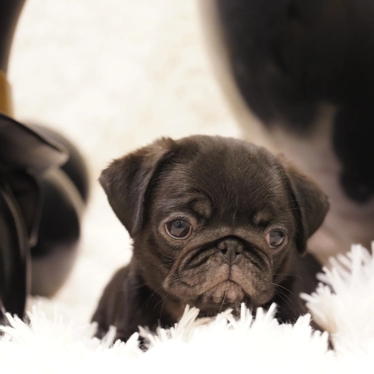 Pug Dog in Singapore Pure Pug on Sale Online Store