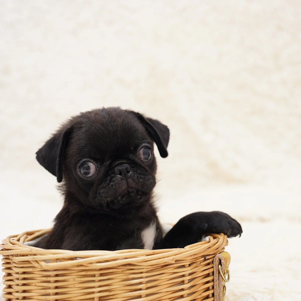 Pug Dog in Singapore Pure Pug on Sale Online Store