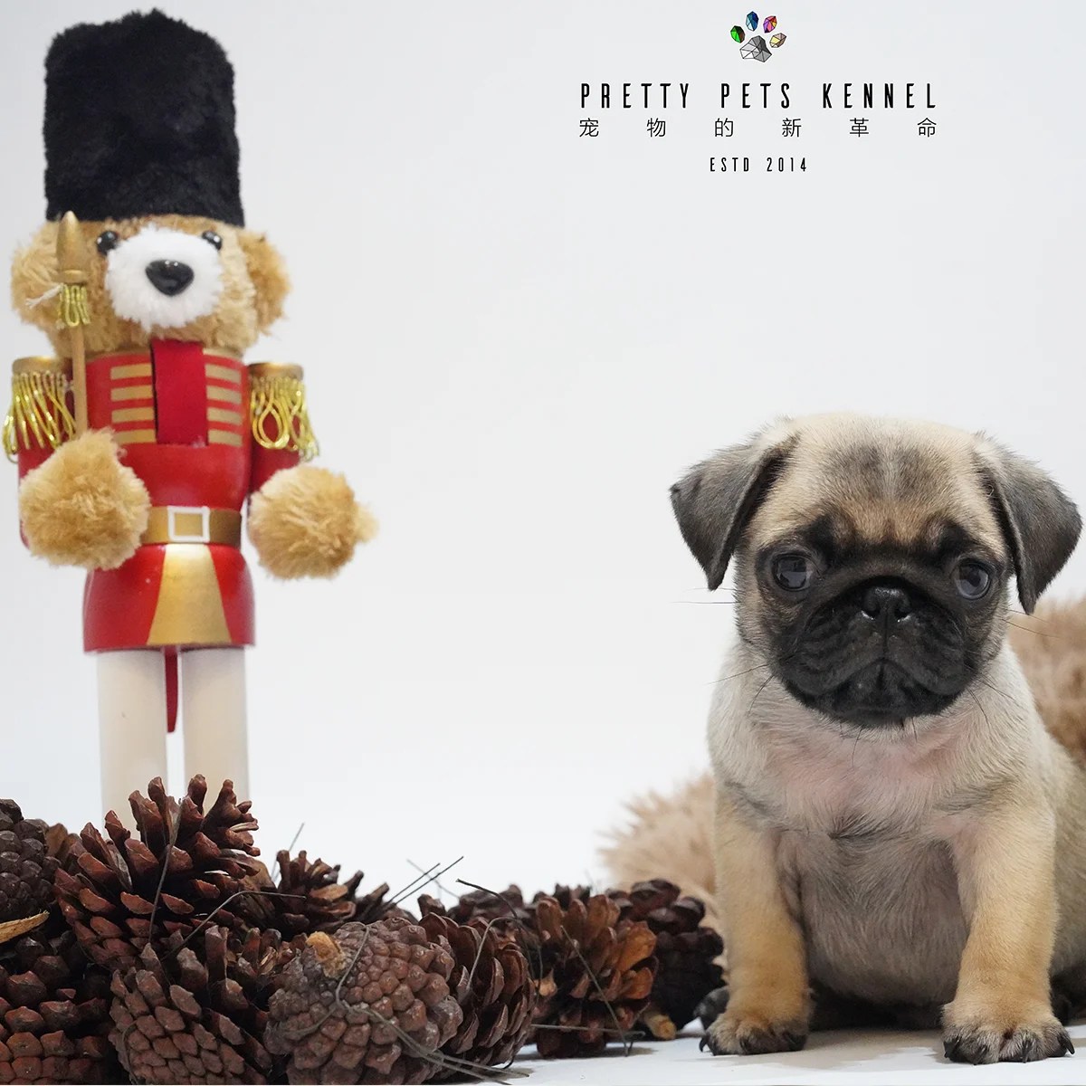 Pug Dog in Singapore Pure Pug on Sale Online Store