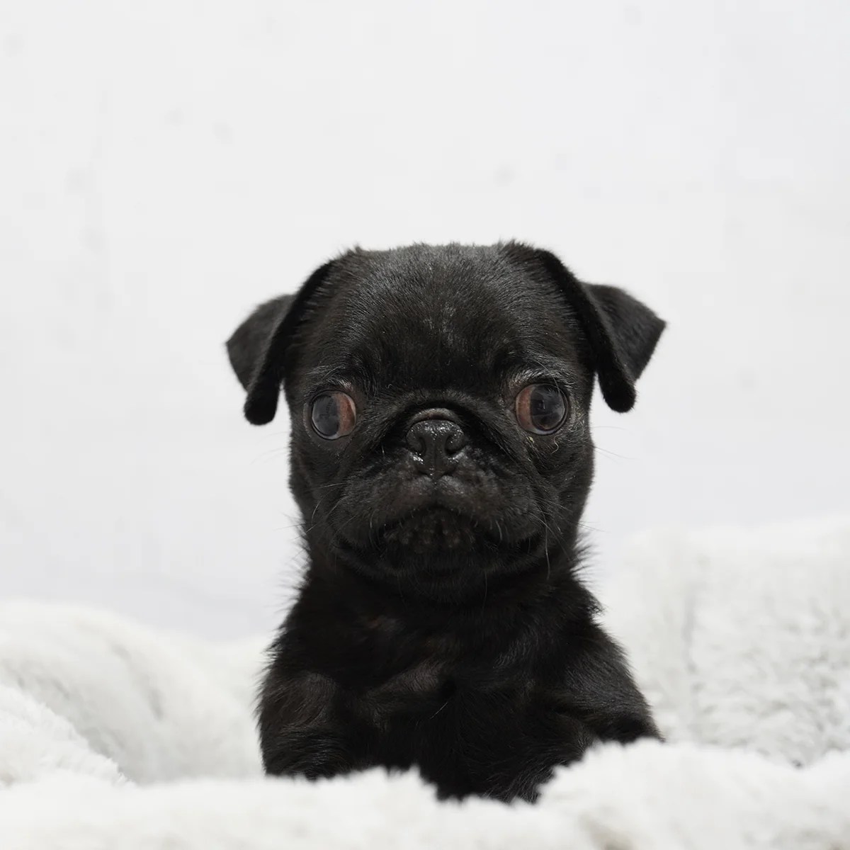 Pug Dog in Singapore Pure Pug on Sale Online Store