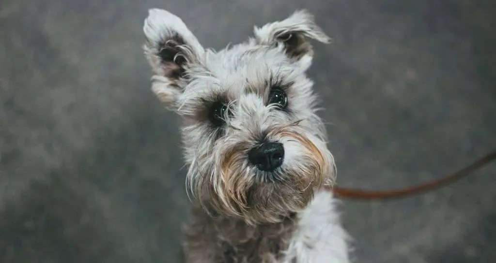 Best Dog Breed For Seniors And Retirees Pretty Pets Kennel