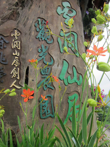 110801_苗栗大湖_雲洞仙居採高接梨