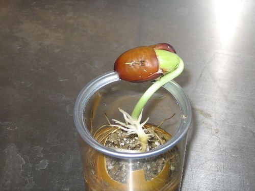 魔豆換我一生一世