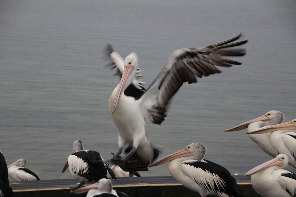 20160816_ Kangaroo Island _Pelican Feeding