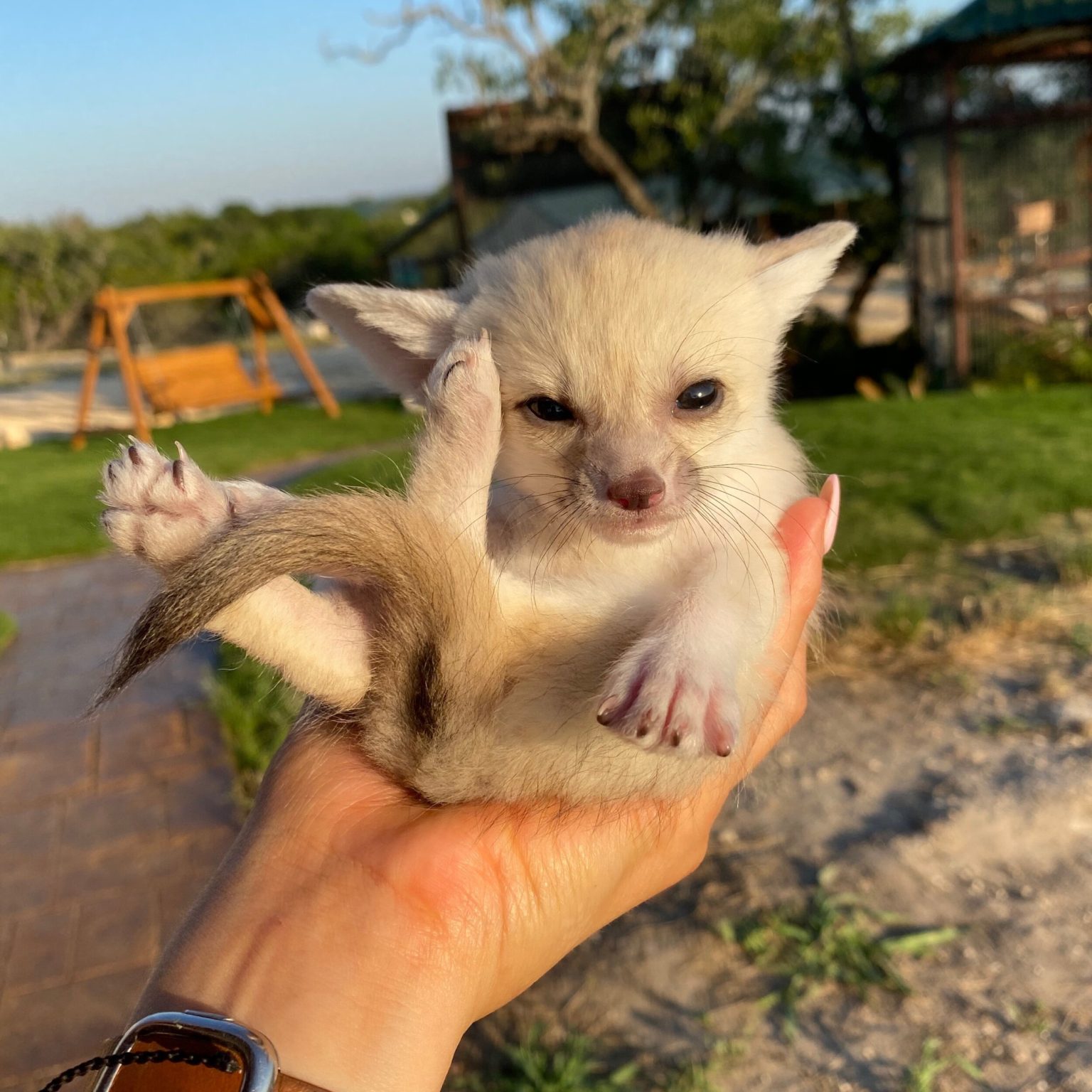 Fennec Foxes for sale fennec foxes for sale near me