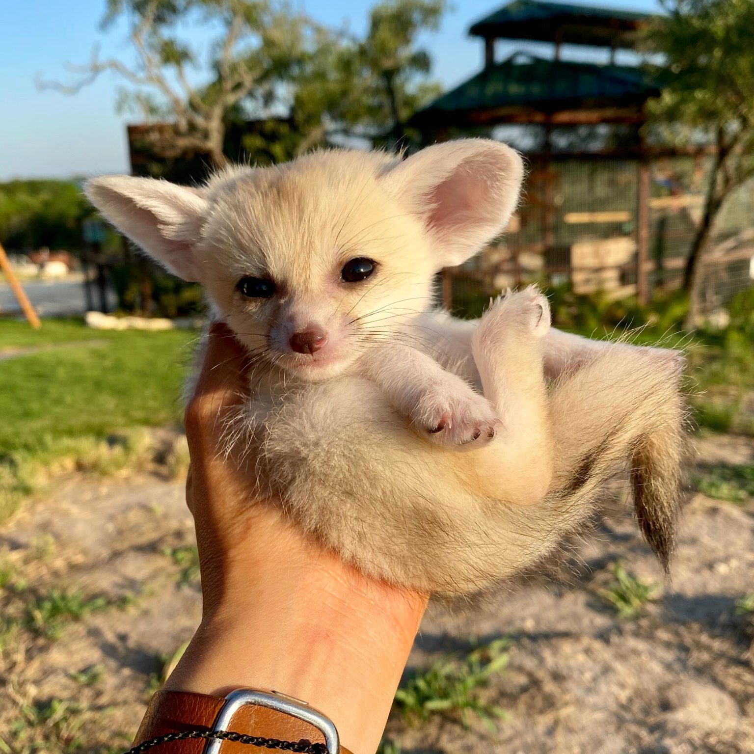 Fennec Foxes for sale fennec foxes for sale near me