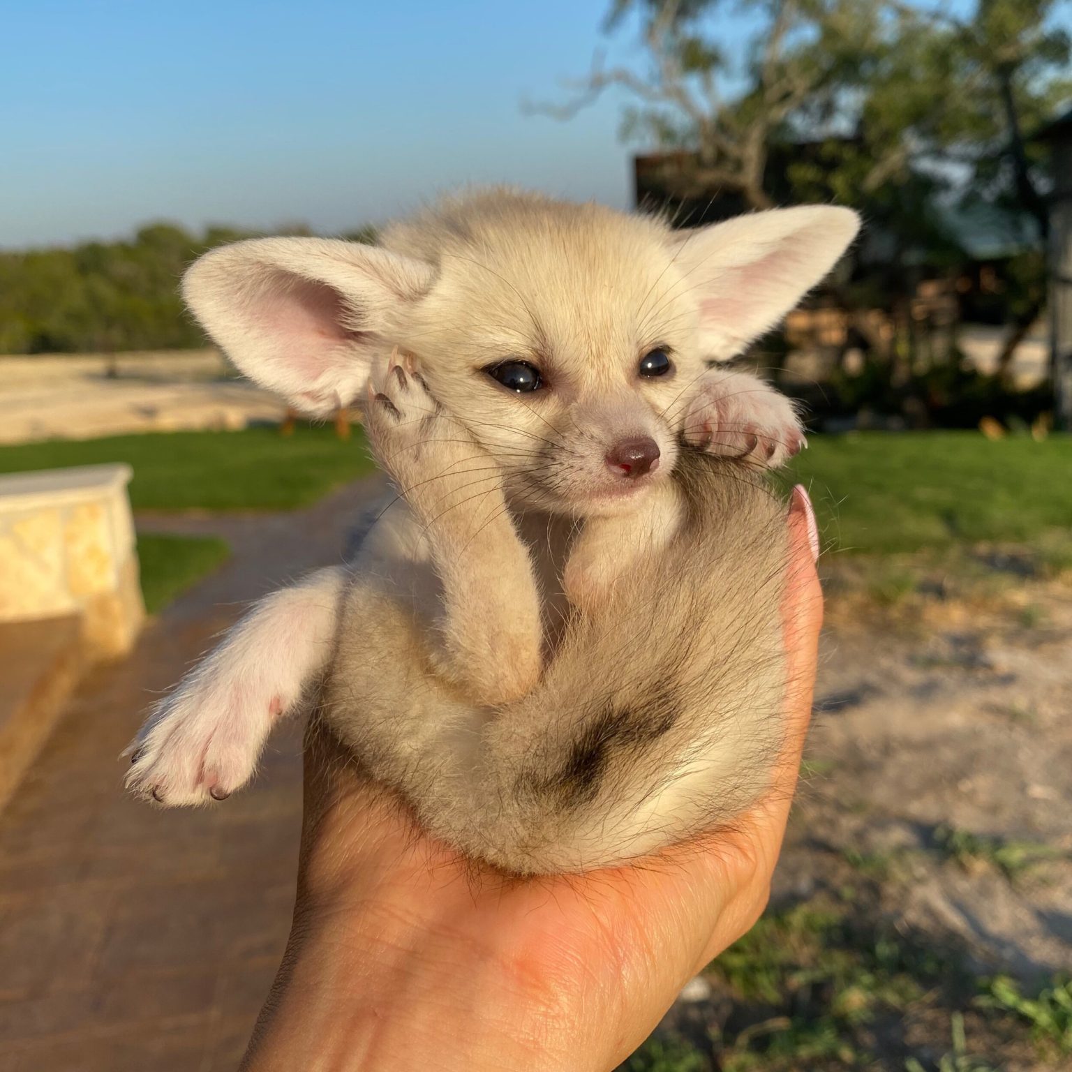 Fennec Foxes for sale fennec foxes for sale near me