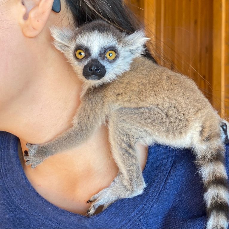 RingTailed Lemurs for sale RingTailed Lemurs available to buy online