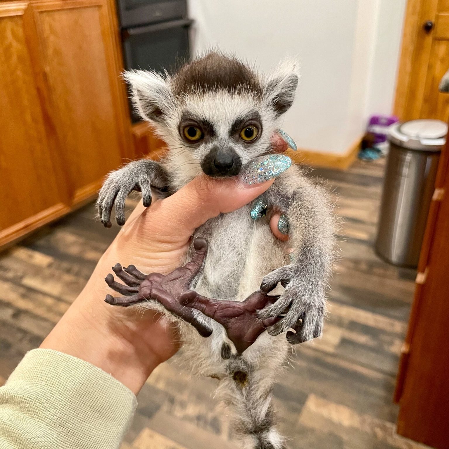 RingTailed Lemurs for sale RingTailed Lemurs available to buy online