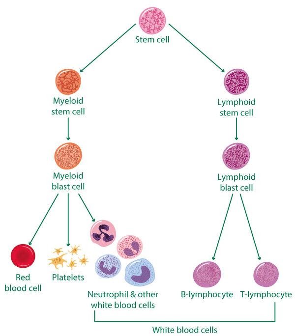 What is Acute Lymphoblastic Leukaemia? Prevent ALL