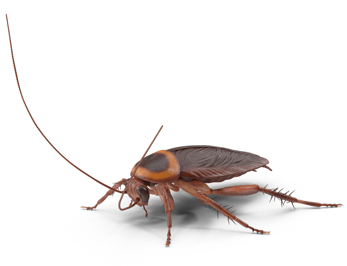 Cockroach Pest Control Preventive Pest Control